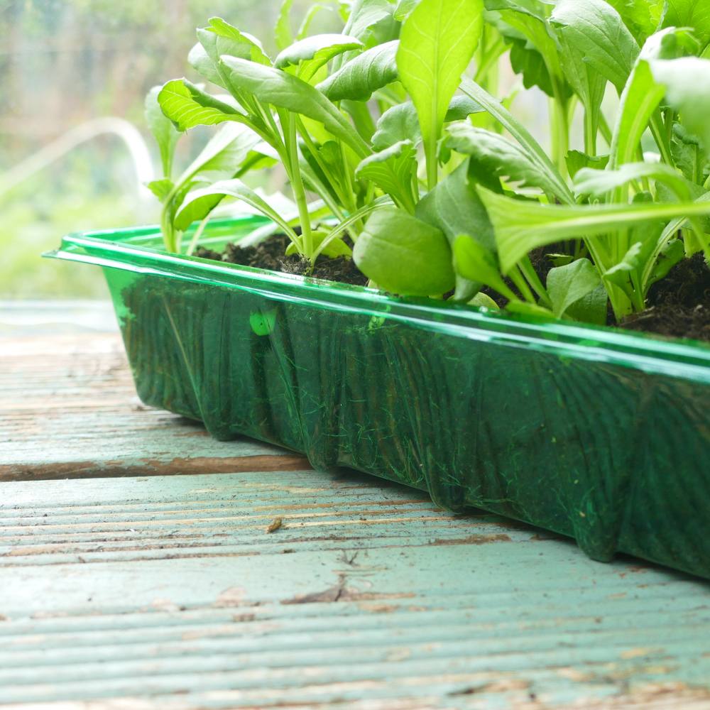 Visiroot Seed Tray 4 pack