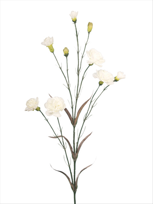 Carnation White