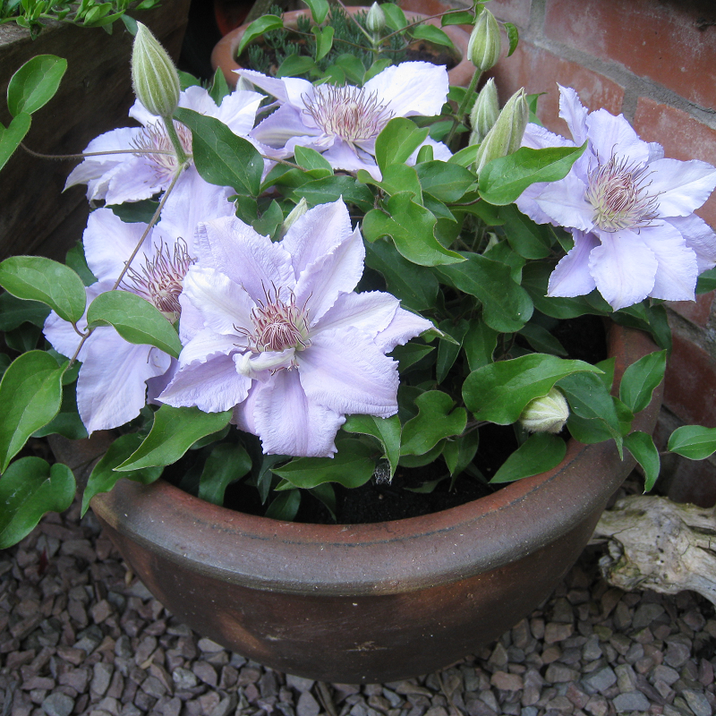 Clematis Filigree