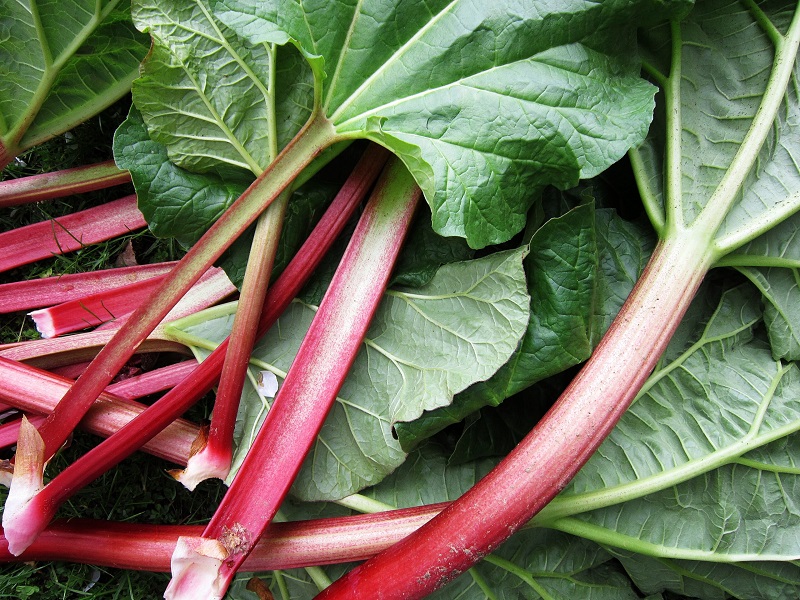 Rhubarb Timperley Early 3L