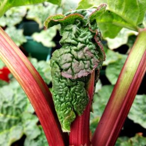 Rhubarb Raspberry Red 3L