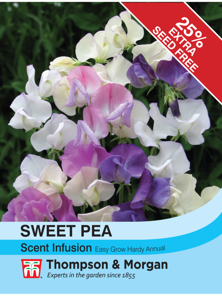 Sweet Pea Scent Infusion