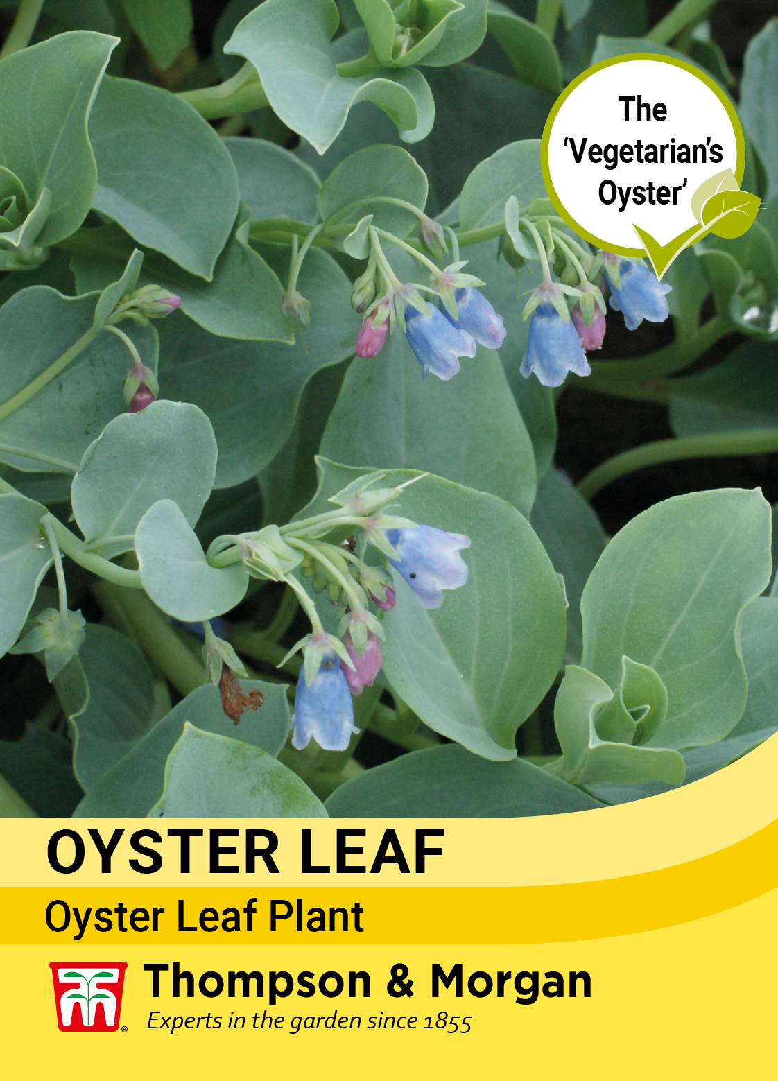 Oyster Leaf