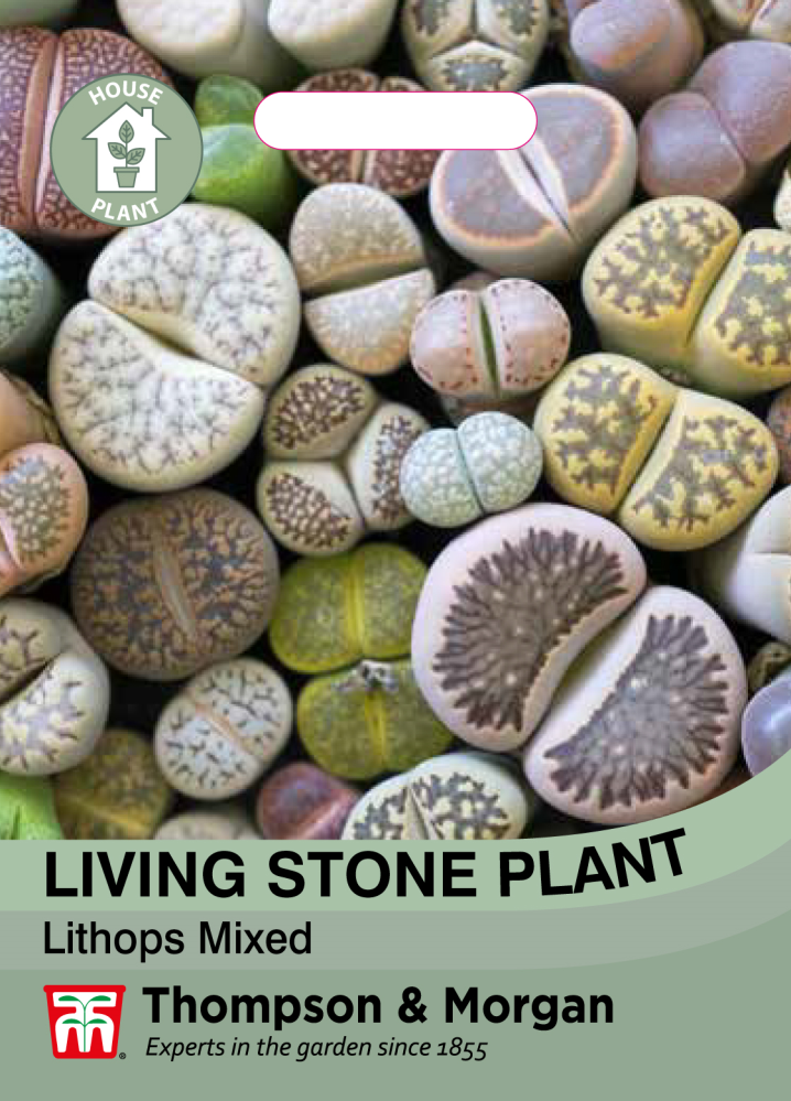 Living Stone Plant