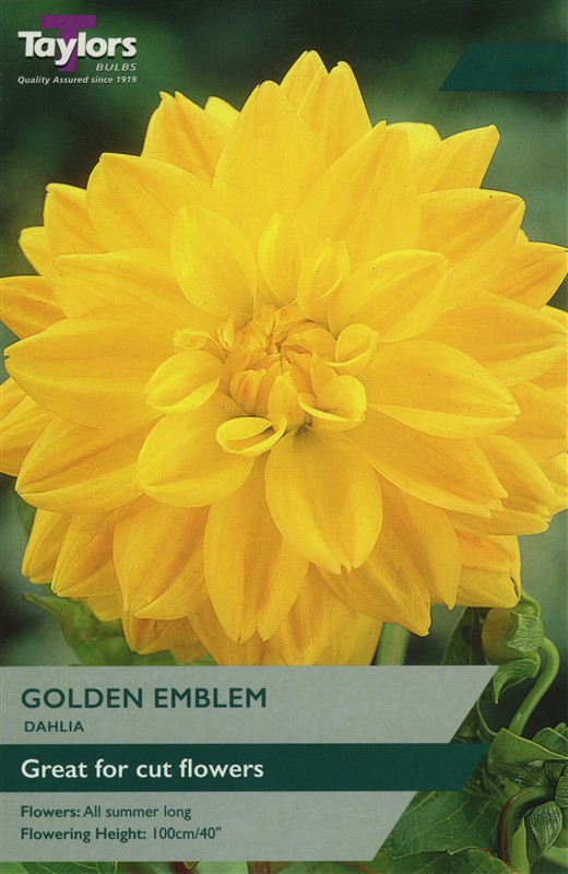 Dahlia Golden Emblem I