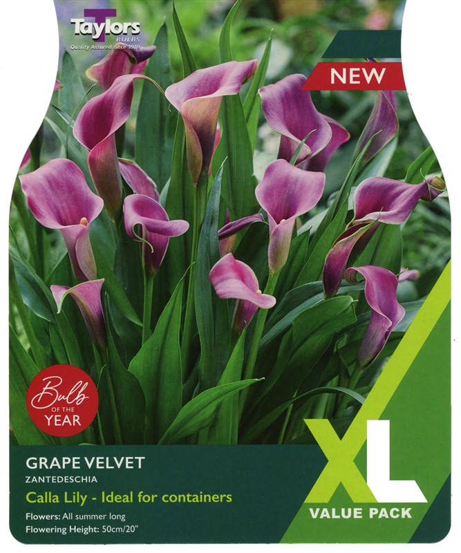 XL Zantedeschia Grape Velvet Pre Pack