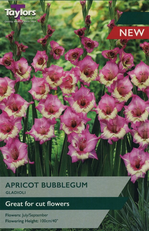 Gladioli Apricot Bubblegum Pre Pack