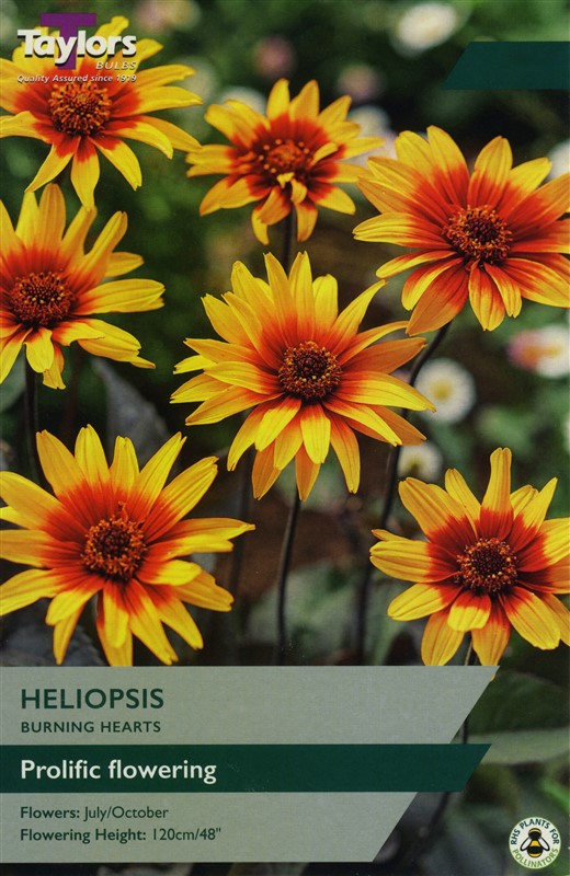 Heliopsis Burning Hearts I Pre Pack