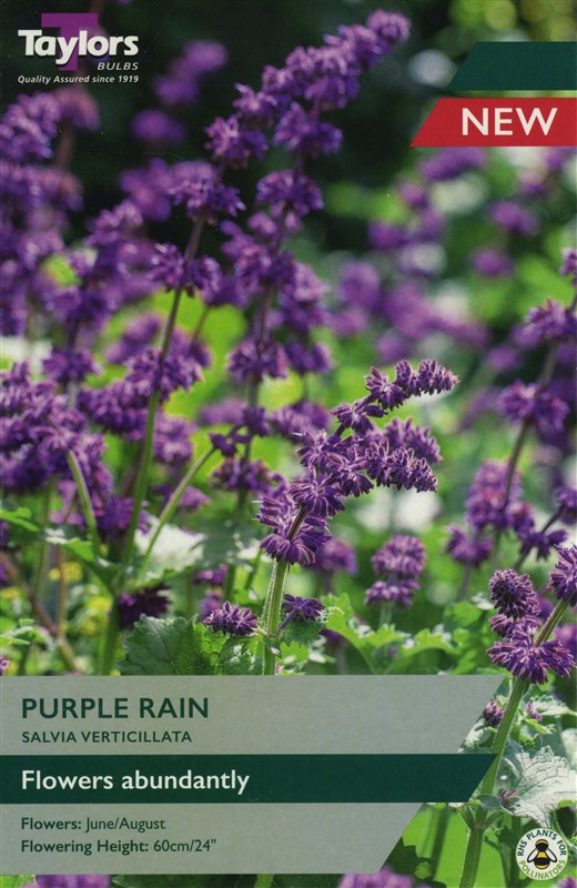 Salvia Verticillata Purple Rain I Pre Pack