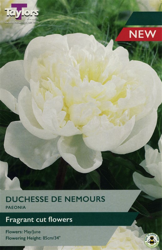 Paeonia Duchesse De Nemours - Eyes Pre Pack