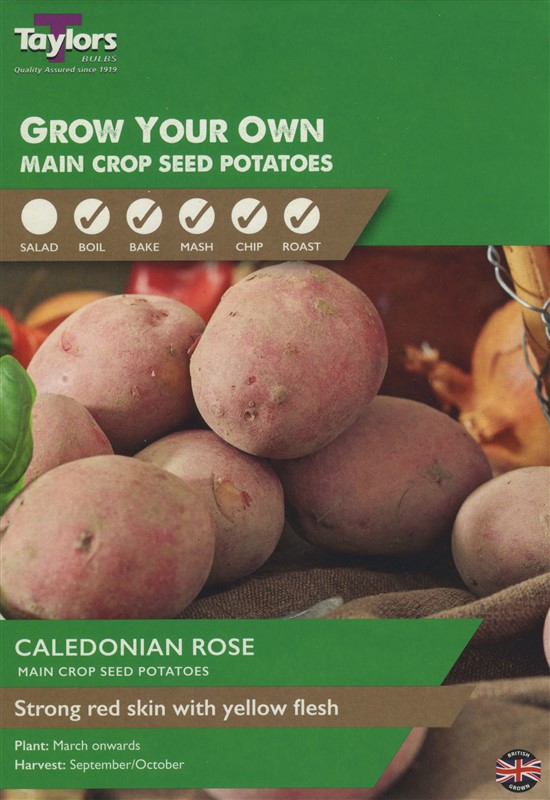 Potato Caledonian Rose Pre Pack