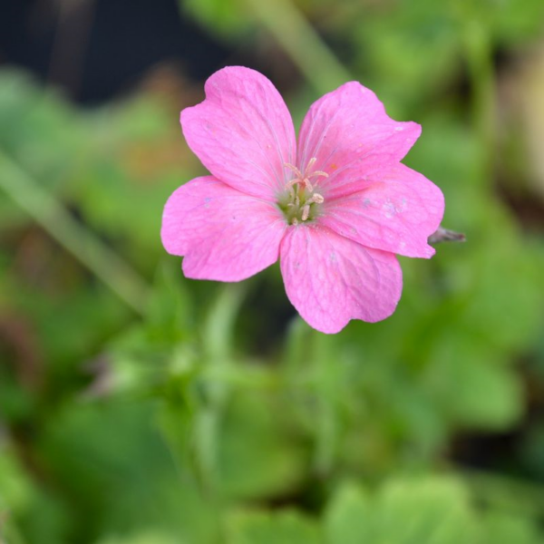 Geranium X Oxonianum Wargrave Pink