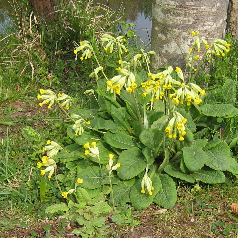 Primula Veris