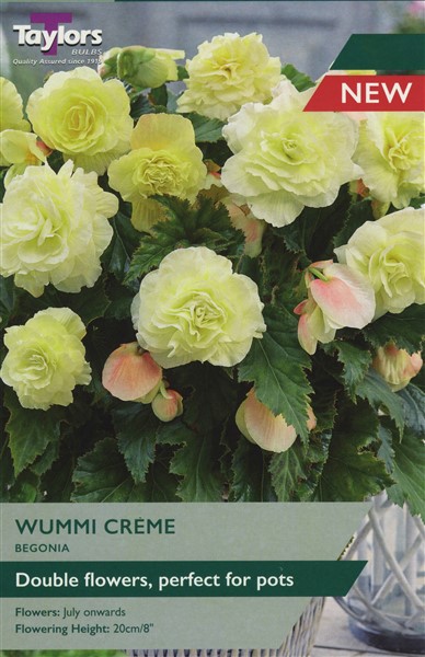 Begonia Wummi Creme  Pre Pack