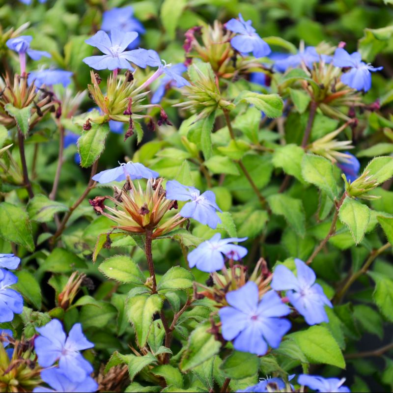 Ceratostigma plumbaginoides 2ltr