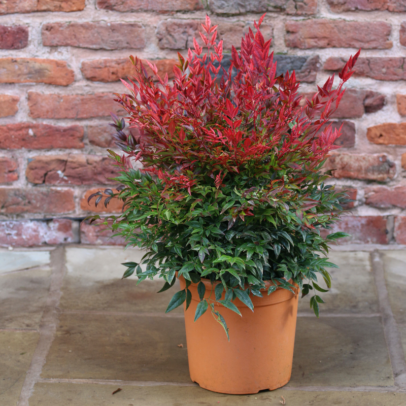 Nandina domestica Obsessed 10ltr