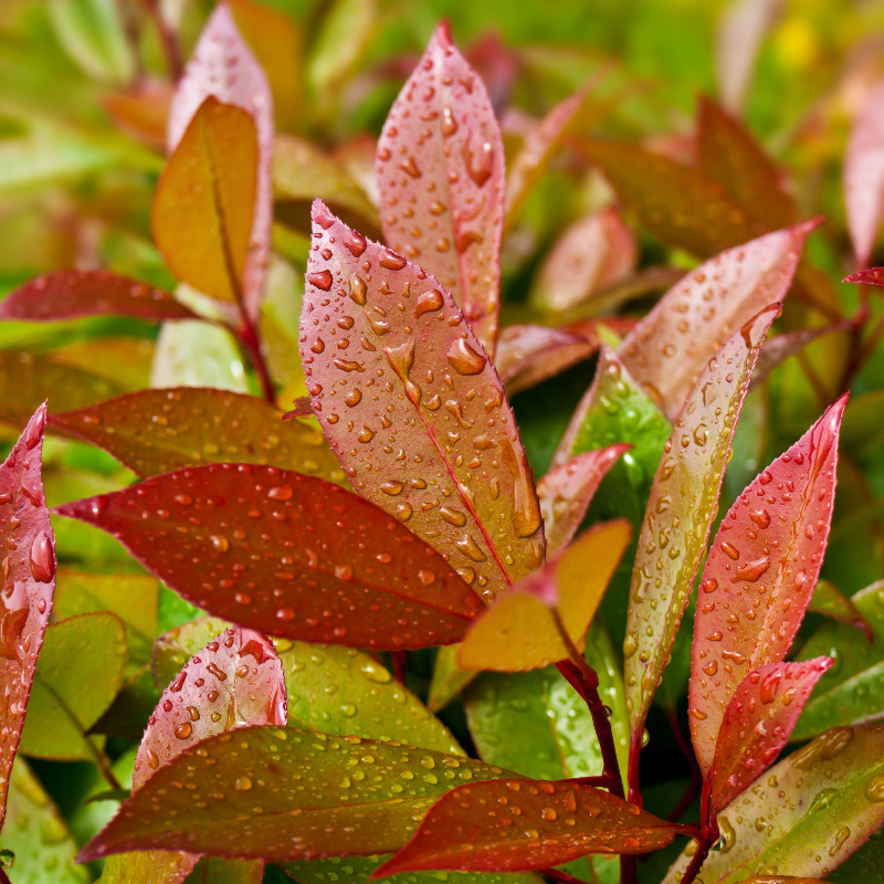 Photinia fraseri Red Robin 3ltr