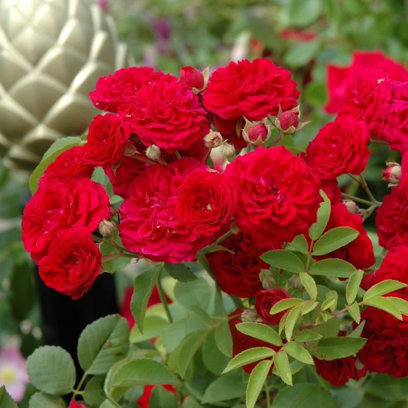 Chevy Chase Rose