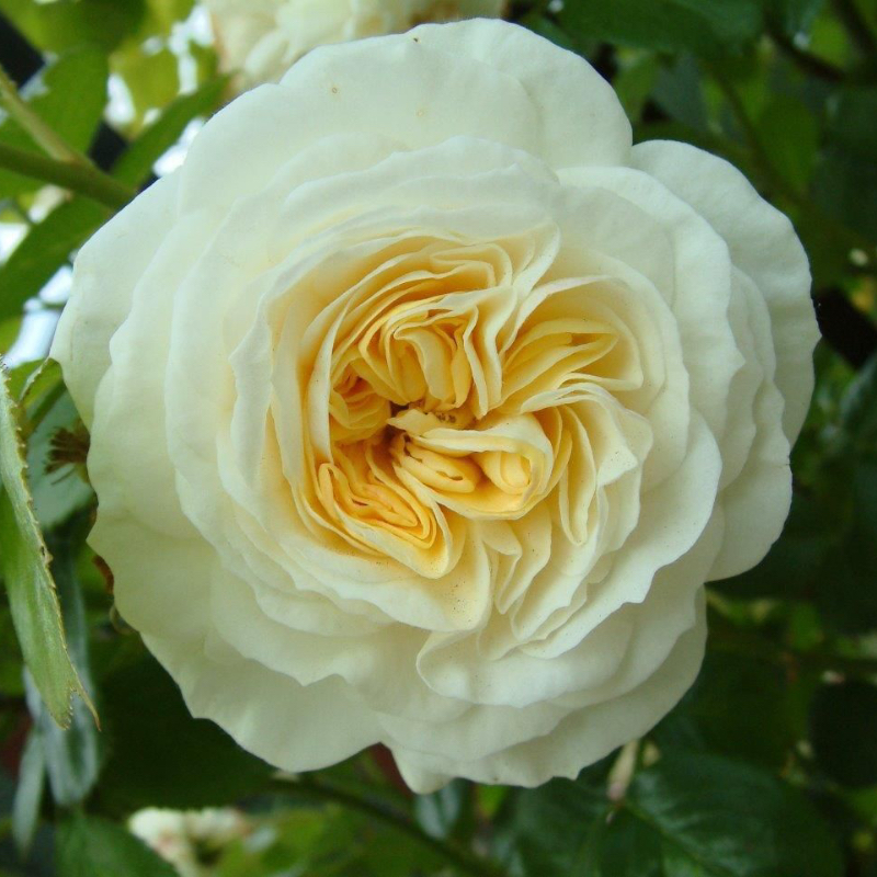 Clarence House Rose