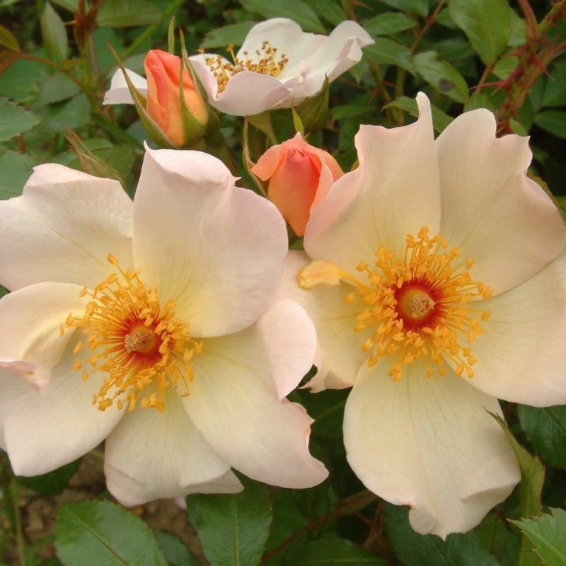 Keith Maughan Rose