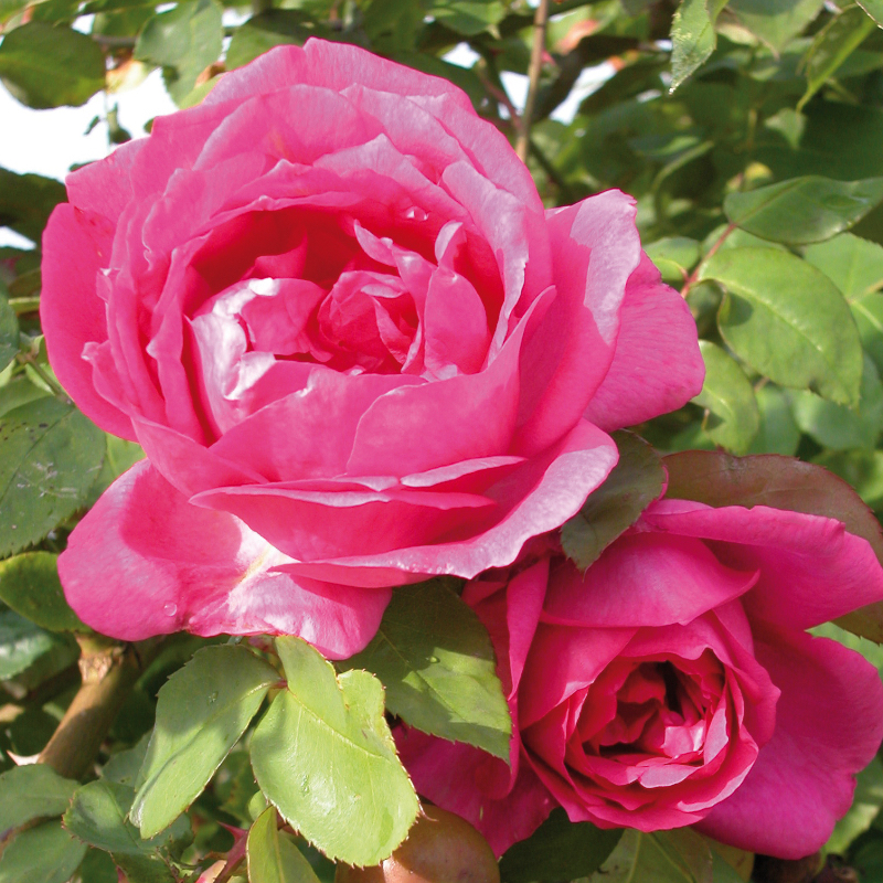 Sir Paul Smith Rose Iron Acton Garden Centre