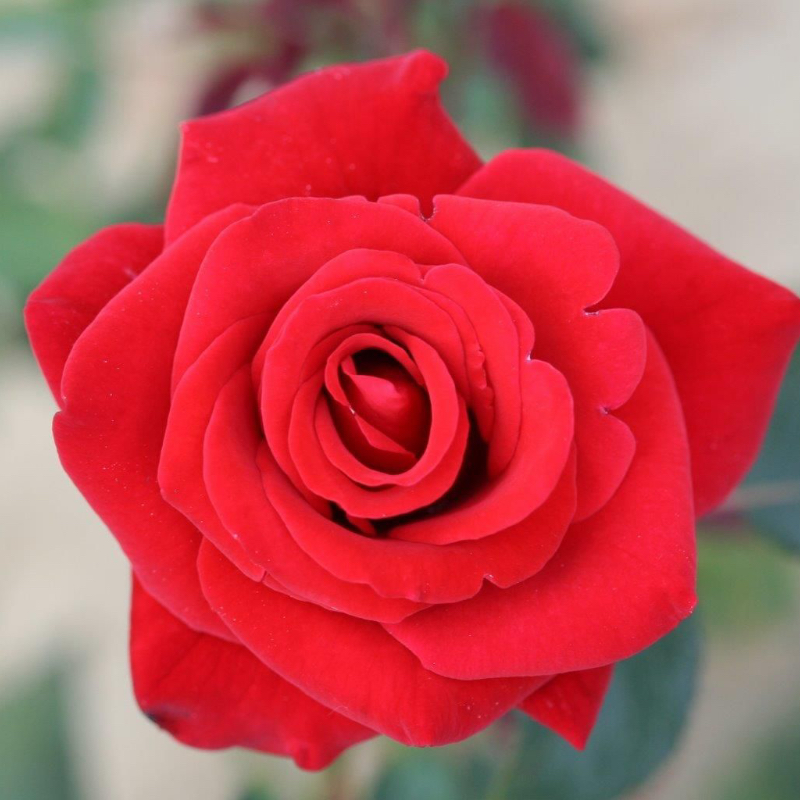 Happy Ruby Wedding Gift Rose