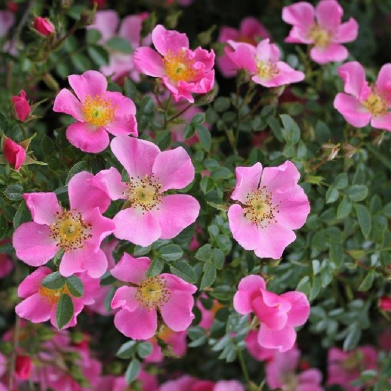Shrub Rose Centre Stage