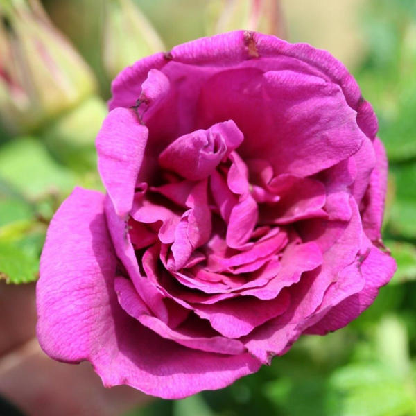 Shrub Rose Roseraie De L'Hay