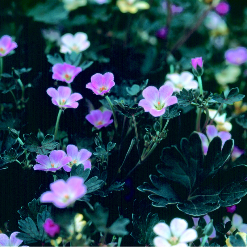 Geranium Chocolate Candy