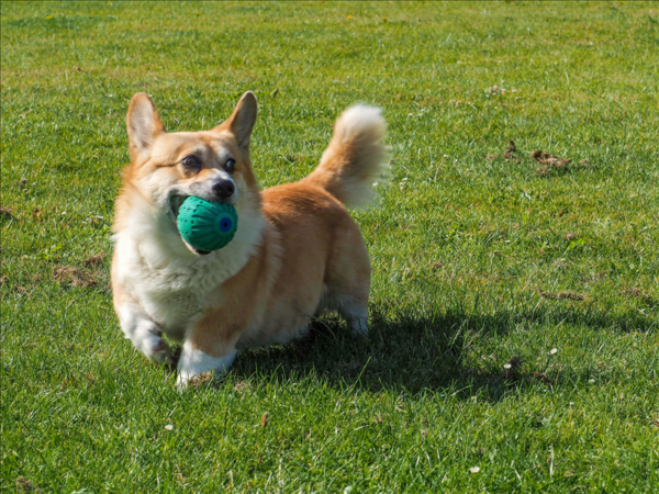 Rubber Squeak Ball 9cm