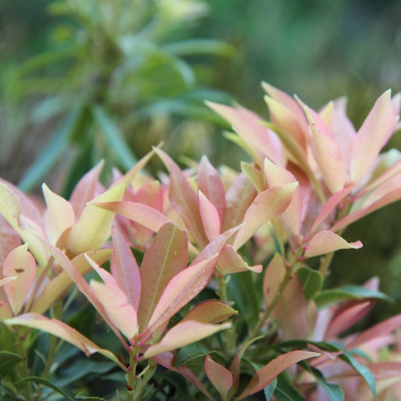 Pieris Flaming Silver