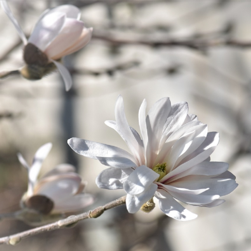 Magnolia Stellata