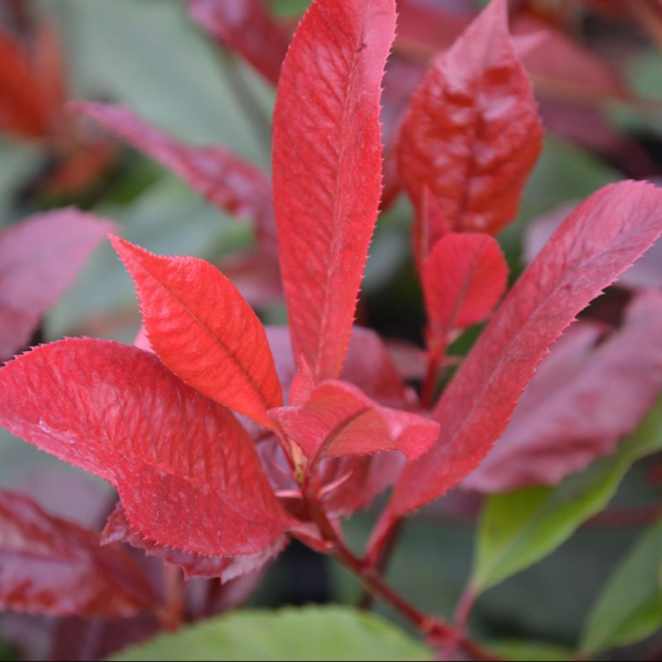 Photinia Carre Rouge