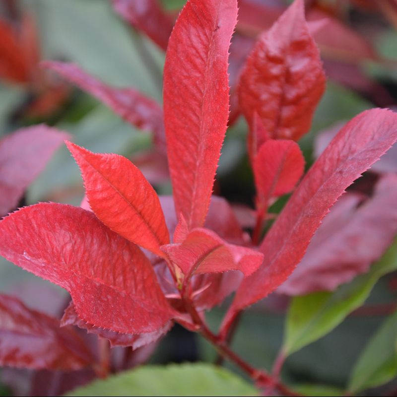 Photinia Carre Rouge