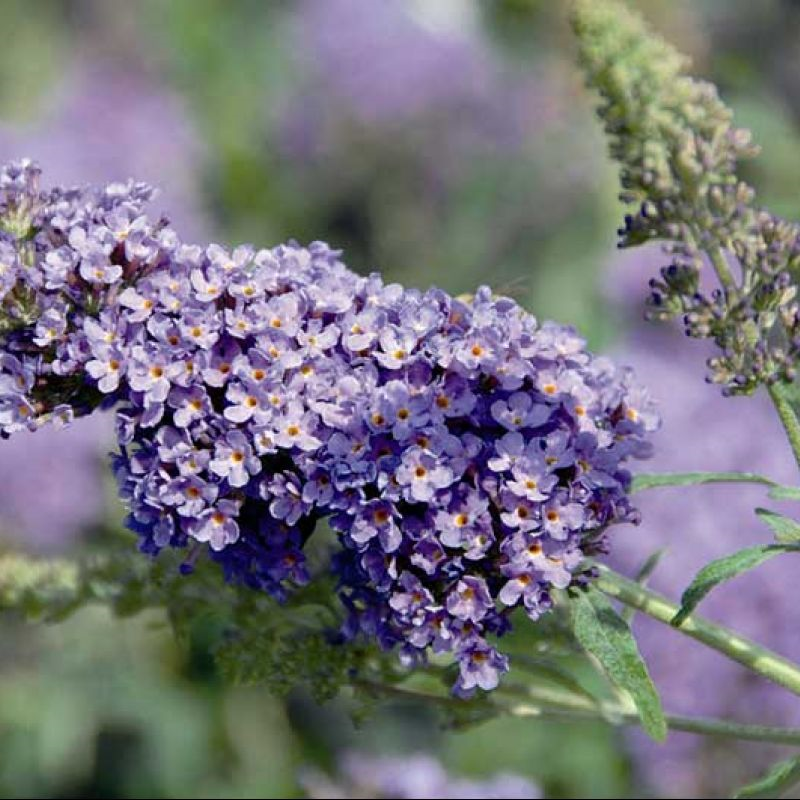 Buddleja Buzz Sky Blue
