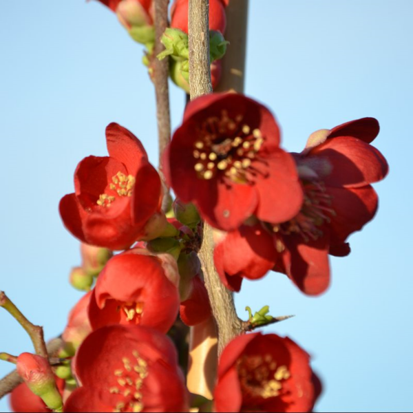 Chaenomeles Crimson and Gold