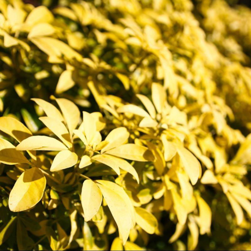 Choisya ternata Sundance