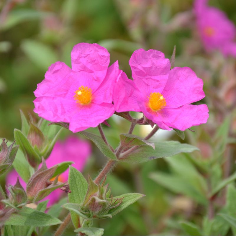 Cistus pulverulentus Sunset