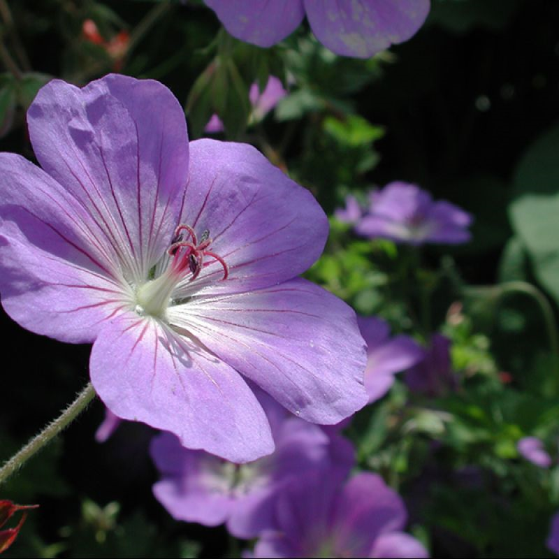 Geranium Rozanne