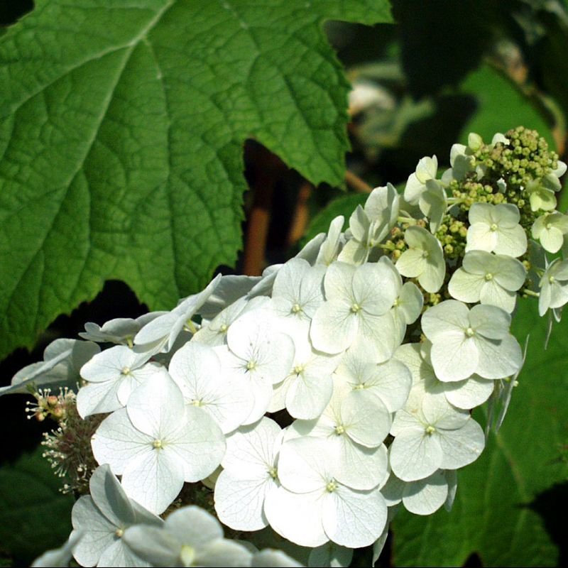Hydrangea macrophylla Snow ( White mop)