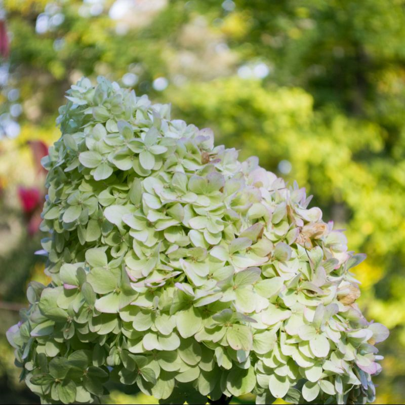 Hydrangea paniculata Little Lime