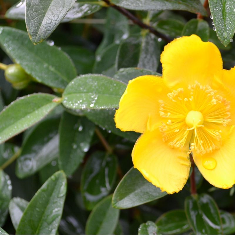 Hypericum Hidcote