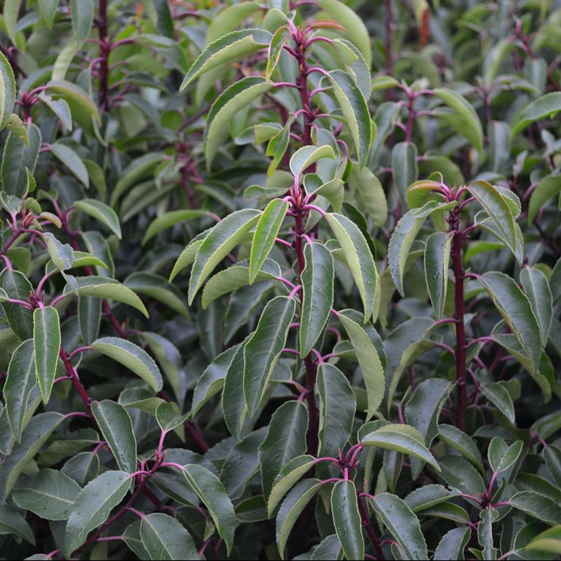 Prunus Lusitanica Myrtifolia