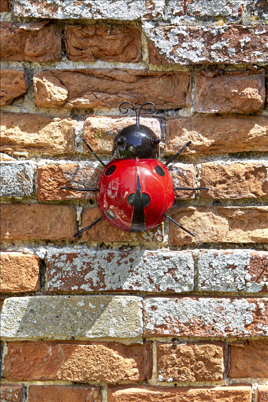 Ladybird Hanger On