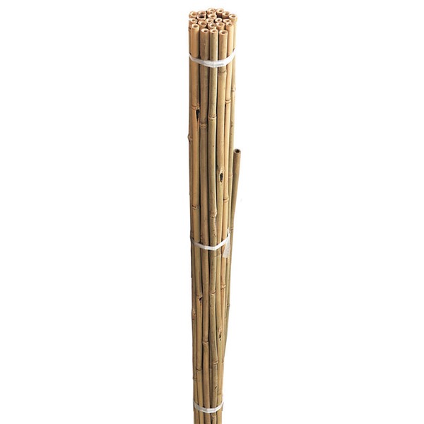 Bamboo Canes 240cm 8' 10pk