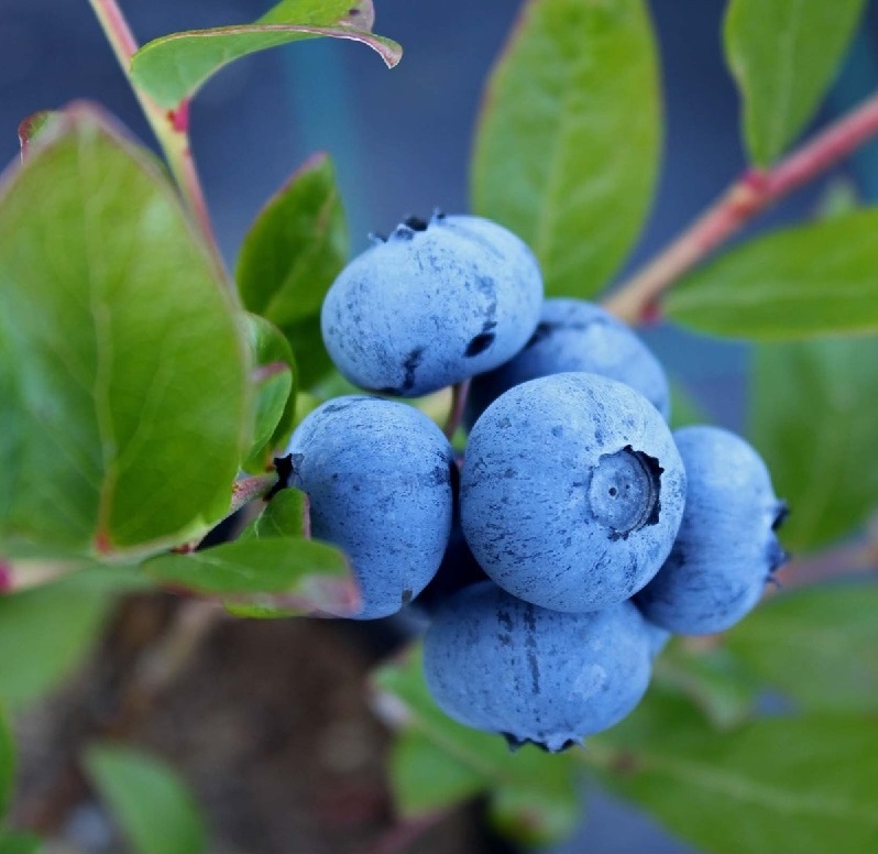 Blueberry Chandler