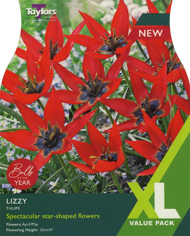 Tulip Lizzy XL Pre Pack