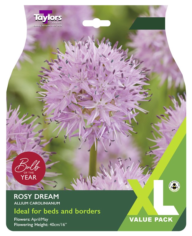 Allium Carol Rosy Dream XL Pre Pack