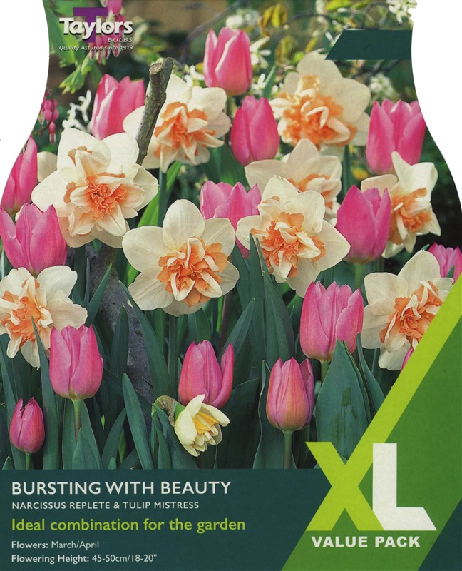 Bursting With Beauty XL Pre Pack