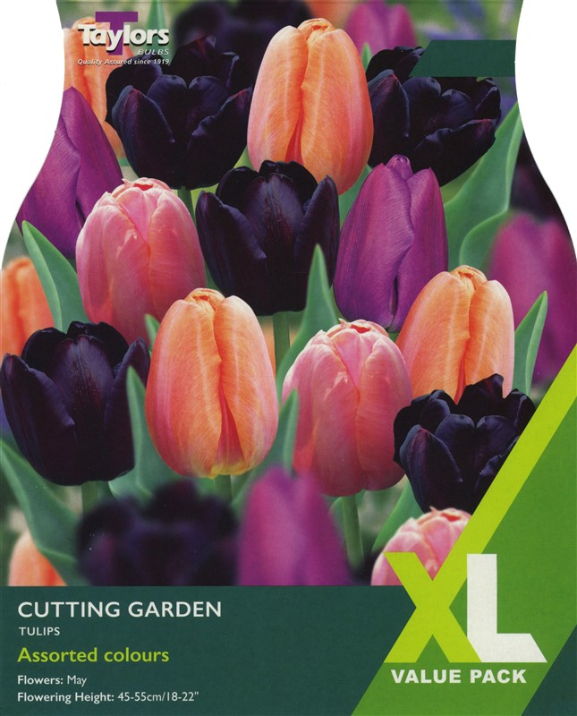 Tulip Cutting Garden XL Pre Pack